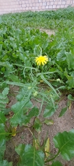Senecio glaucus