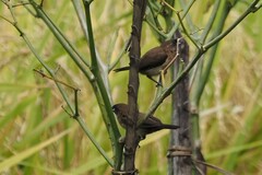 Lonchura leucogastroides