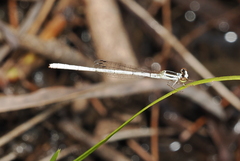 Agriocnemis argentea