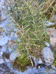 Coprosma rugosa