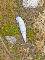 Albinaria discolor