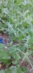 Senecio glaucus