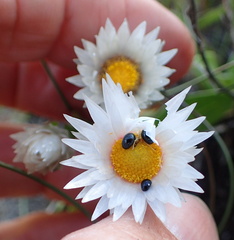 Helichrysum monticola