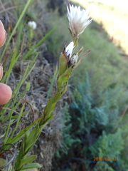 Helichrysum monticola