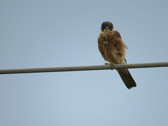 Falco longipennis