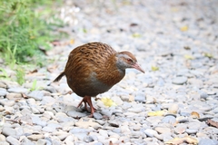 Gallirallus australis