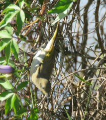 Lichmera indistincta