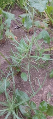 Senecio glaucus