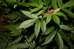 Sambucus australasica