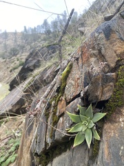 Dudleya cymosa
