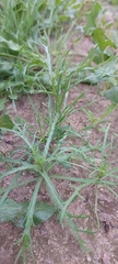 Senecio glaucus