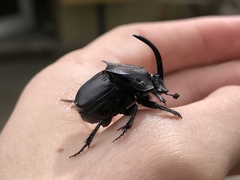 Phanaeus triangularis