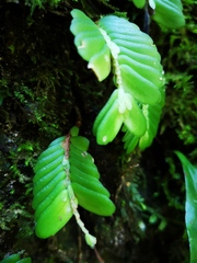Elatostema salvinioides