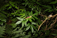 Sambucus australasica