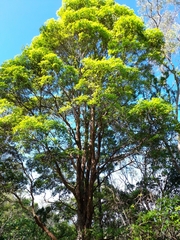 Lophostemon confertus