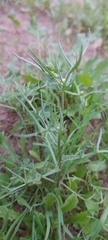 Senecio glaucus