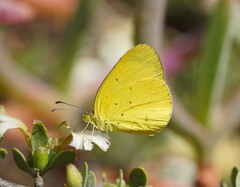 Eurema smilax