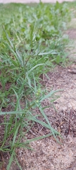 Senecio glaucus