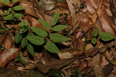 Derris involuta