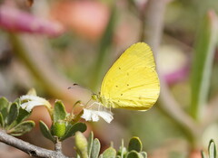 Eurema smilax