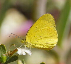 Eurema smilax