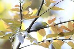 Zosterops palpebrosus