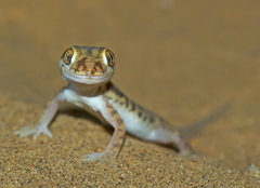 Crossobamon orientalis