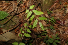 Derris involuta