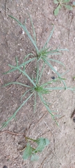 Senecio glaucus