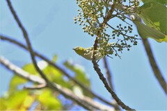 Zosterops erythropleurus