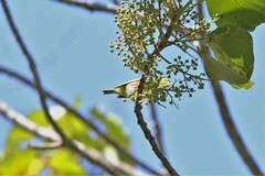 Zosterops erythropleurus