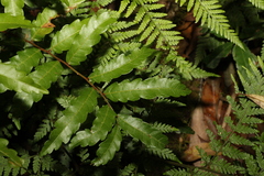 Cupaniopsis baileyana