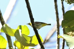 Zosterops erythropleurus