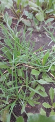 Senecio glaucus