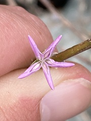 Stephanomeria lactucina