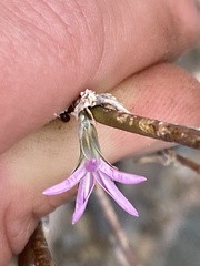 Stephanomeria lactucina
