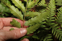 Cupaniopsis baileyana