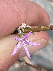 Stephanomeria lactucina