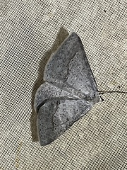 Nearcha dasyzona