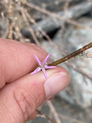 Stephanomeria lactucina