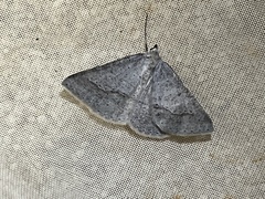 Nearcha dasyzona
