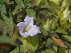 Strobilanthes ixiocephala