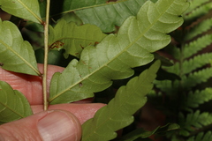 Cupaniopsis baileyana