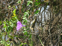 Lichmera indistincta