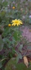 Senecio glaucus