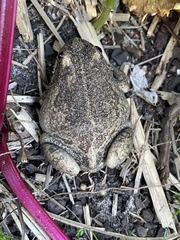 Limnodynastes dumerilii insularis