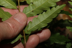 Cupaniopsis baileyana