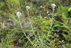 Anaphalis longifolia