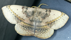 Anthela varia