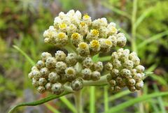 Anaphalis longifolia